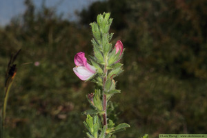 Puktörne, Ononis spinosa ssp. procurrens